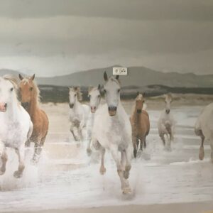 tapety koně praha - Tapety na zeď zvířata – Tapety inspirace
